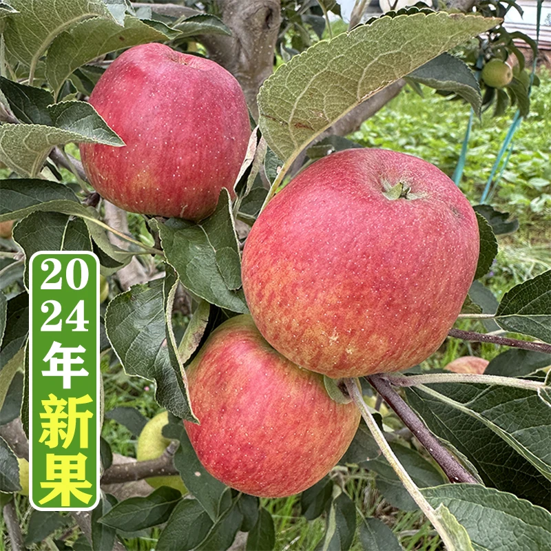 盛果邻 现摘云南红露苹果冰糖心早熟农家新鲜脆甜红富士苹果5/9斤
