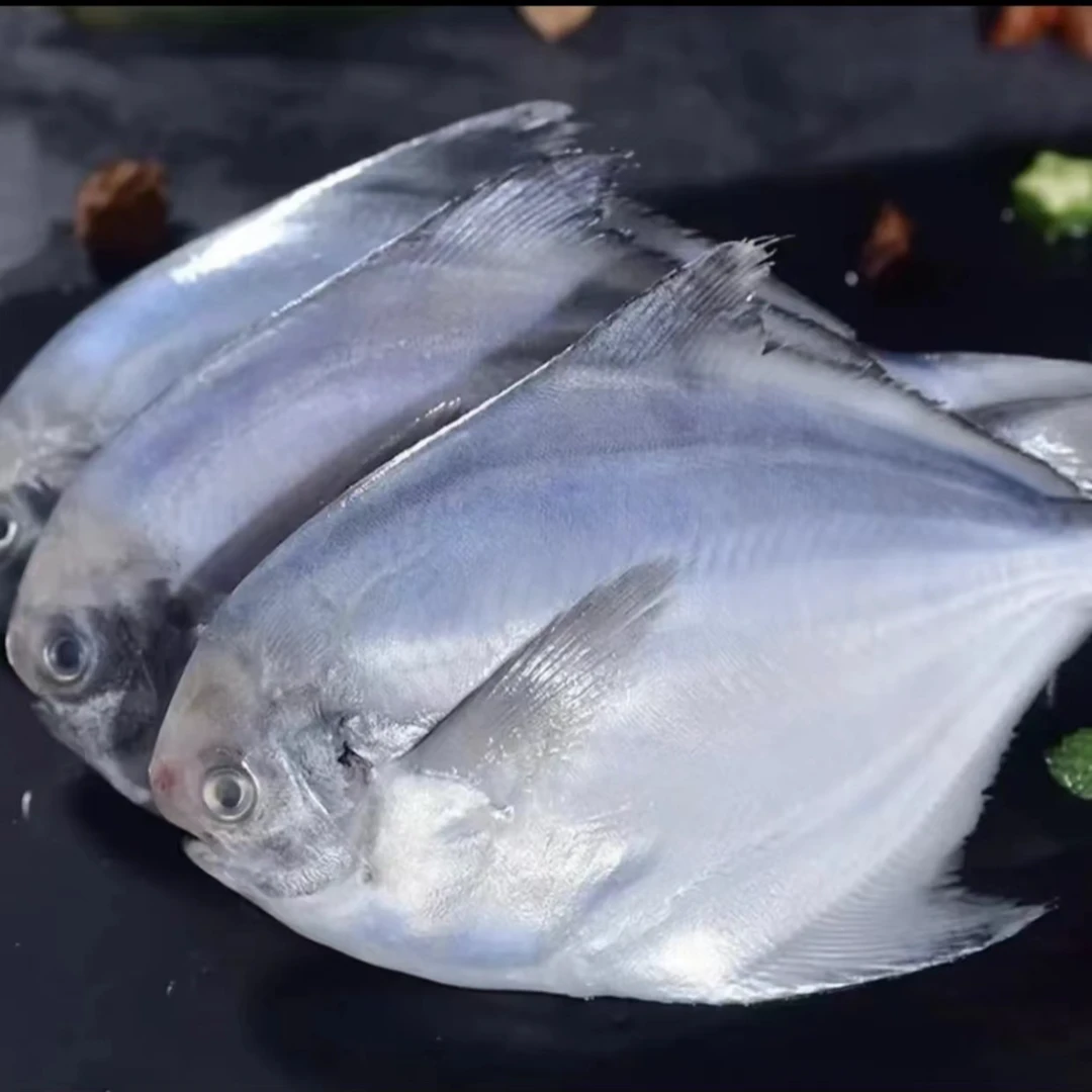 新鲜海捕银鲳鱼 肉质鲜嫩 5斤(25-30条)