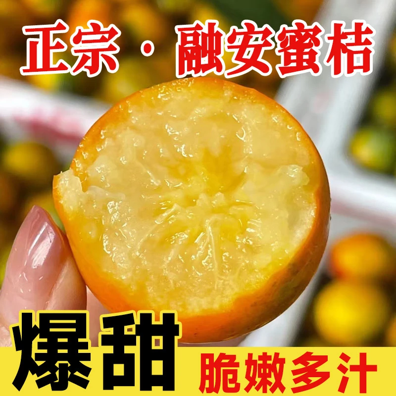 【三代脆蜜金柑】广西融安脆蜜金桔纯甜金桔新鲜带皮吃水果现摘现发