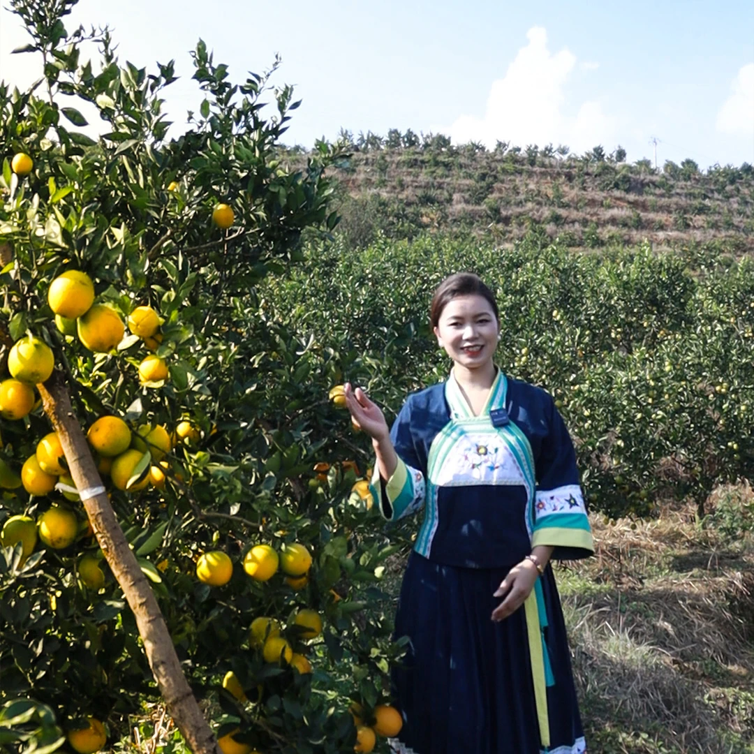 晴隆脐橙✨ 北纬 25° 的甜蜜密码 · 解锁冬日甜酸鲜滋味