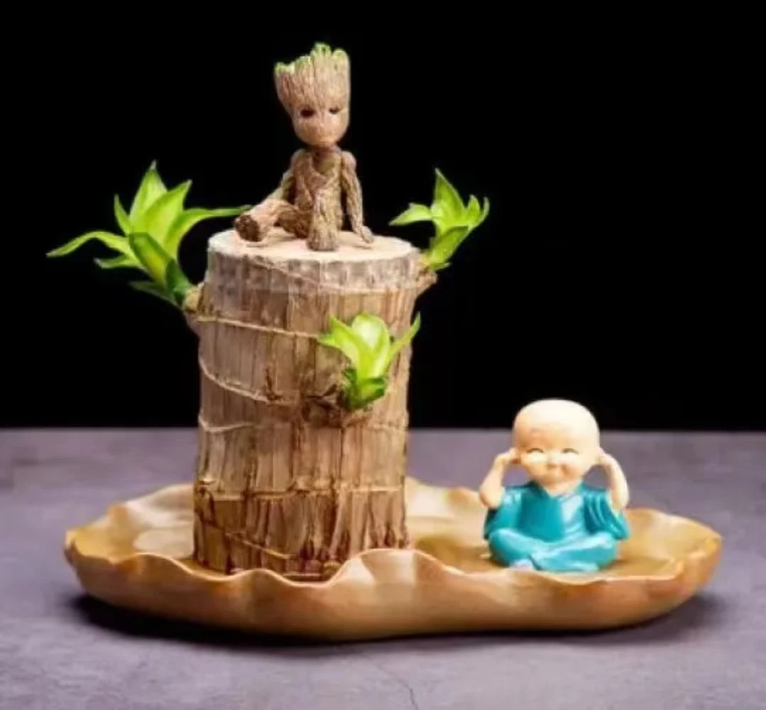 水培巴西木水养幸运木好养懒人花卉植物室内客厅精美盆栽