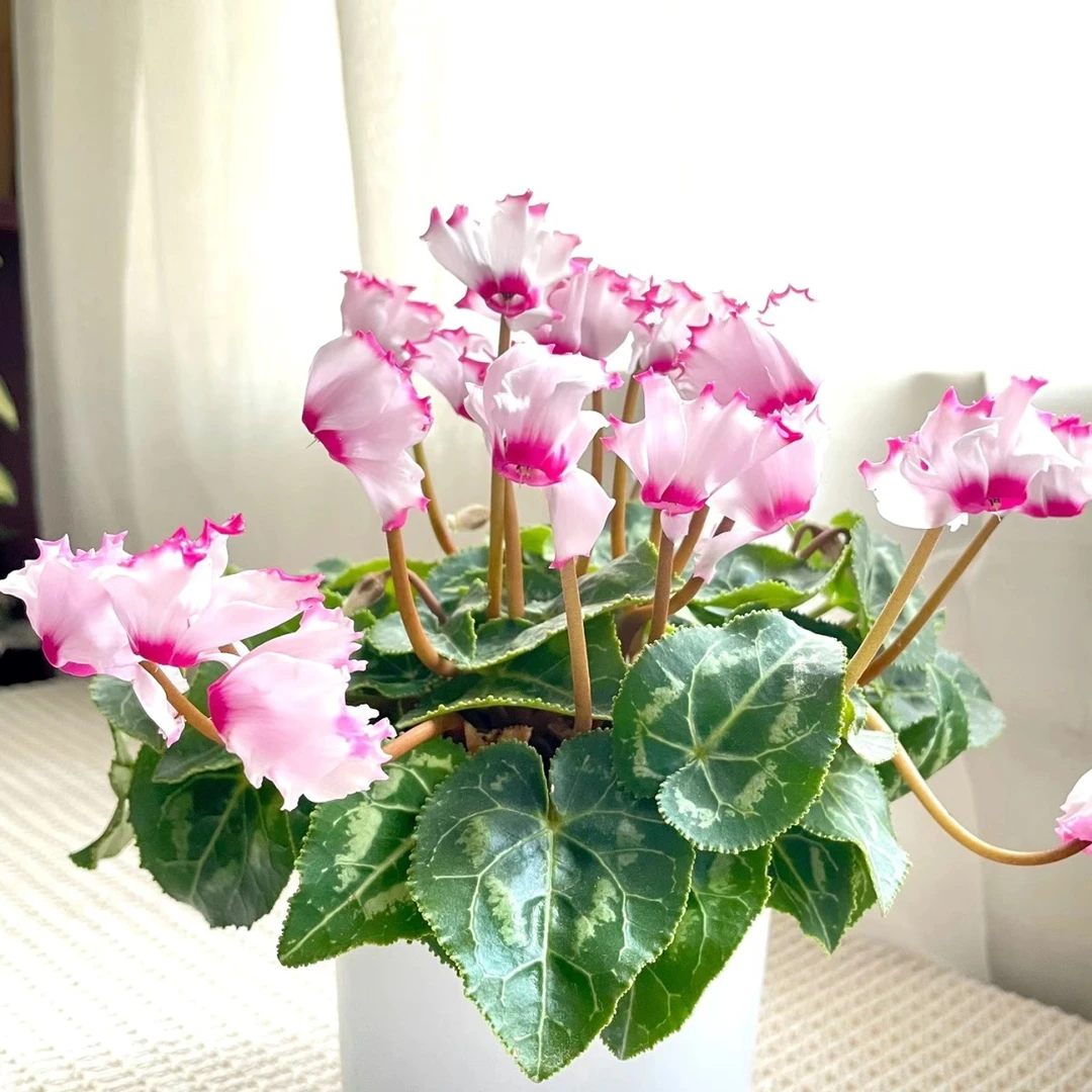 仙客来【微花型 】维多利亚 多品种花期长 耐寒年宵花 森泽景观园艺