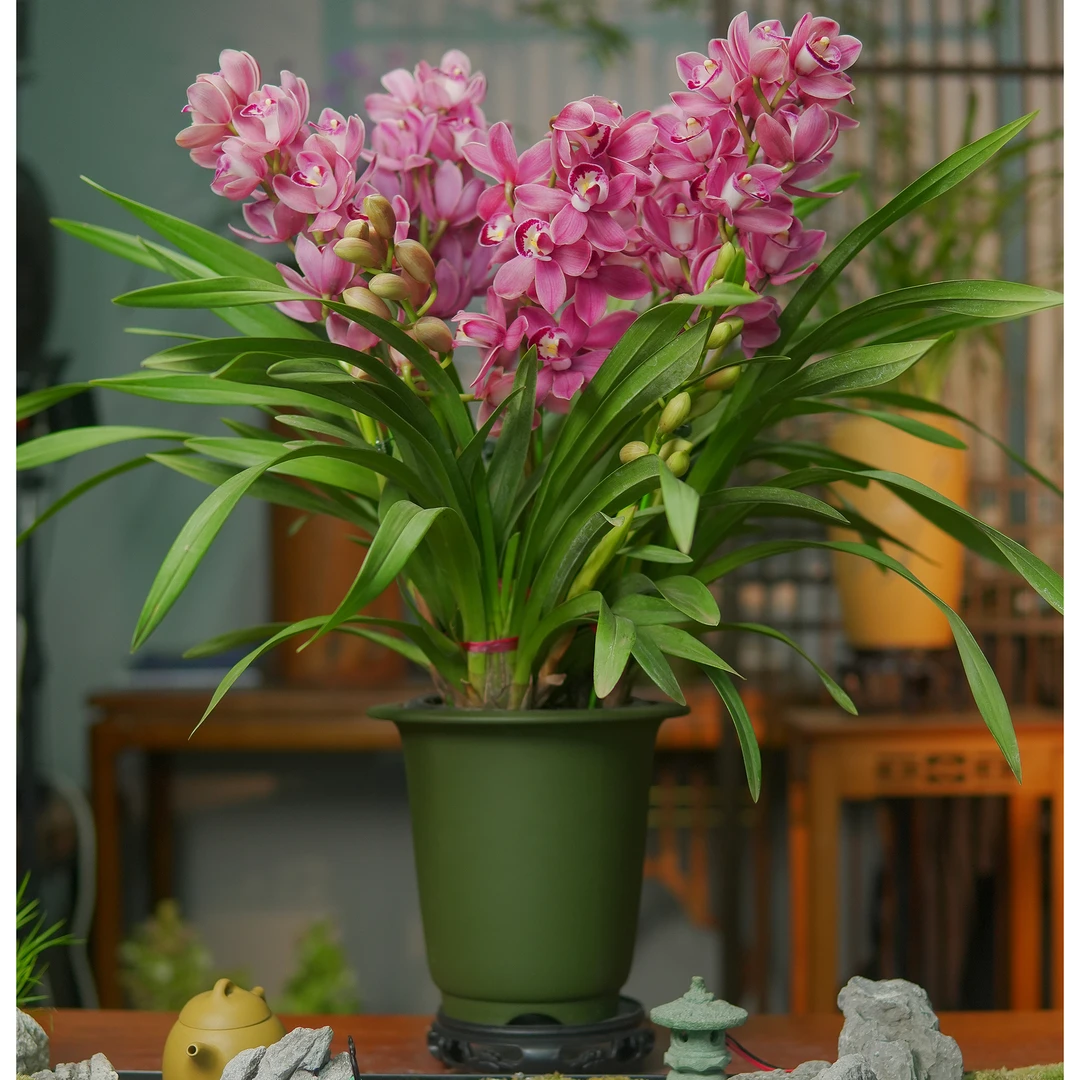 大花惠兰【美酒佳人】红花高品惠兰室内好养盆栽