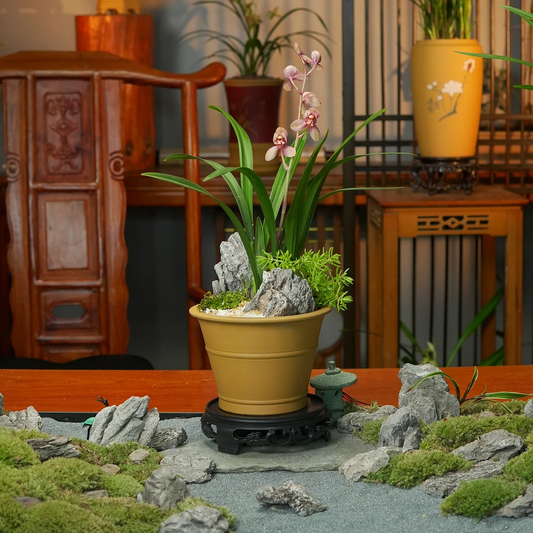 建兰正品【东方红荷】带花苞荷瓣名贵兰花好养易活客厅室内兰花盆栽