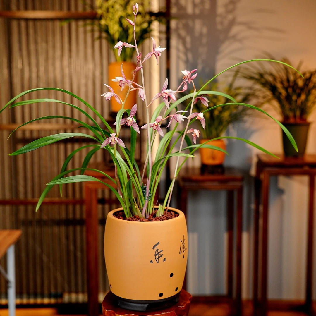 【波仔专属】建兰铭品【市长红】 带花苞兰花 宜兴纯手工黄段泥紫砂盆