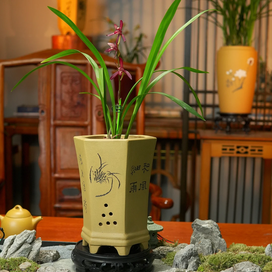 建兰三剑客【墨宝】浓香兰花带花苞好养易活办公室盆栽兰花