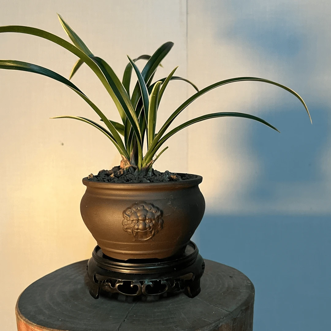 惠兰【金丝翡翠】浓香型兰花 带高端浮雕紫砂盆 室内外好养茶台盆栽