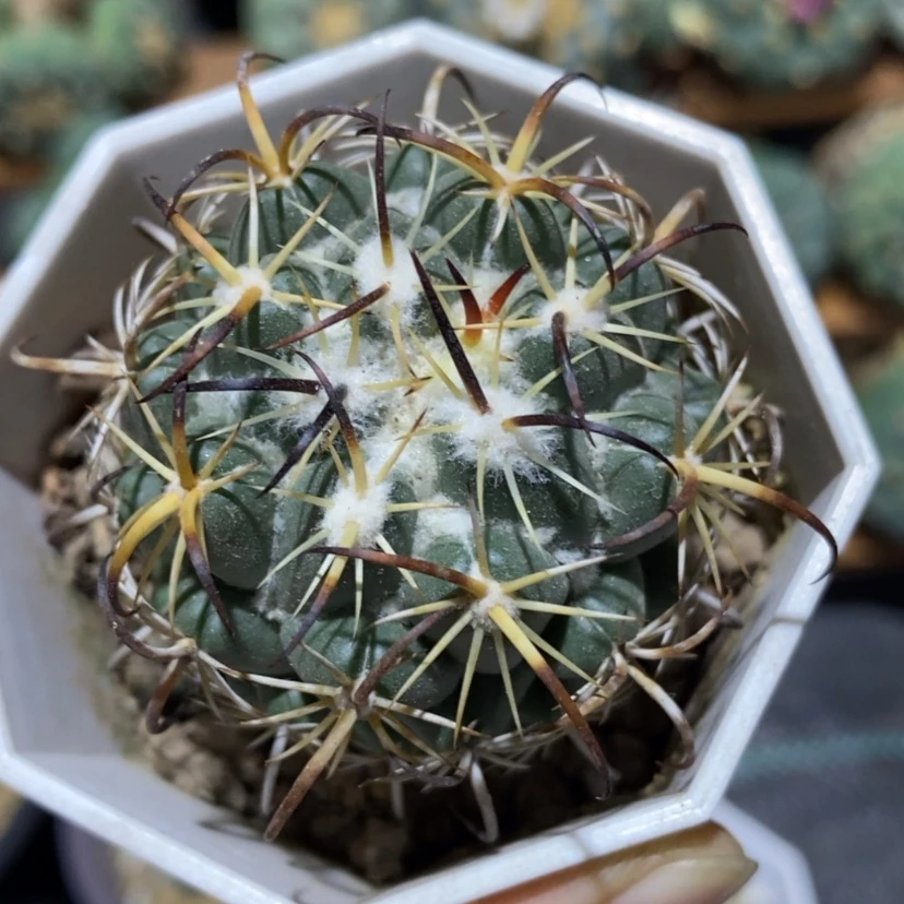 【闪购商品】实生钢钉