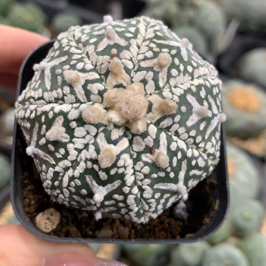 实生仙人球仙人球