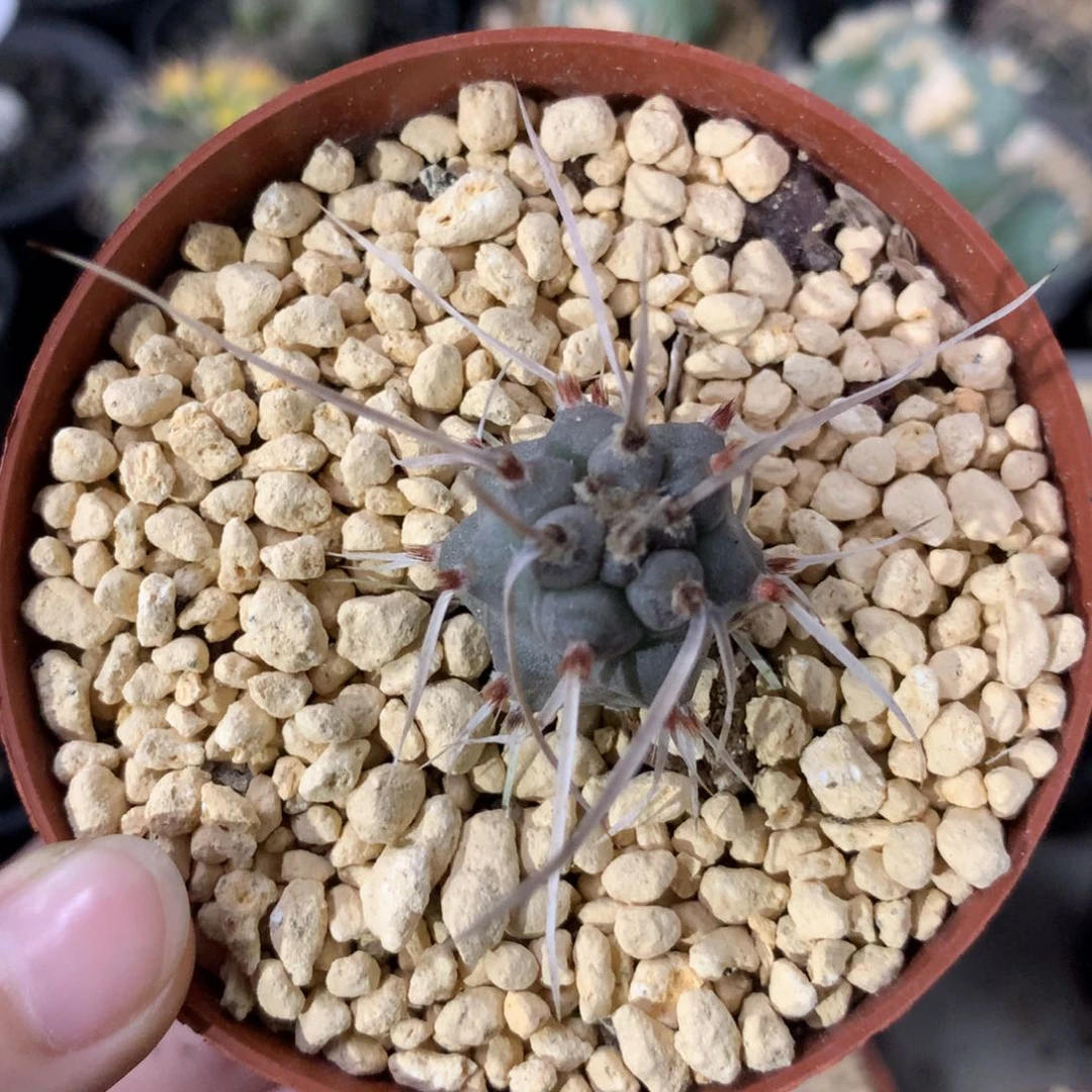 实生武藏野仙人球