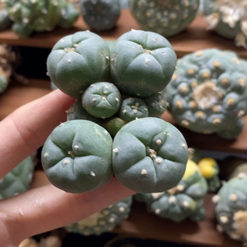 【闪购商品】实生实生仙人球12号