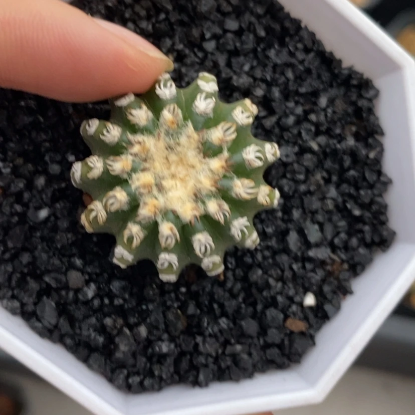 【闪购商品】实生白刺奇特球