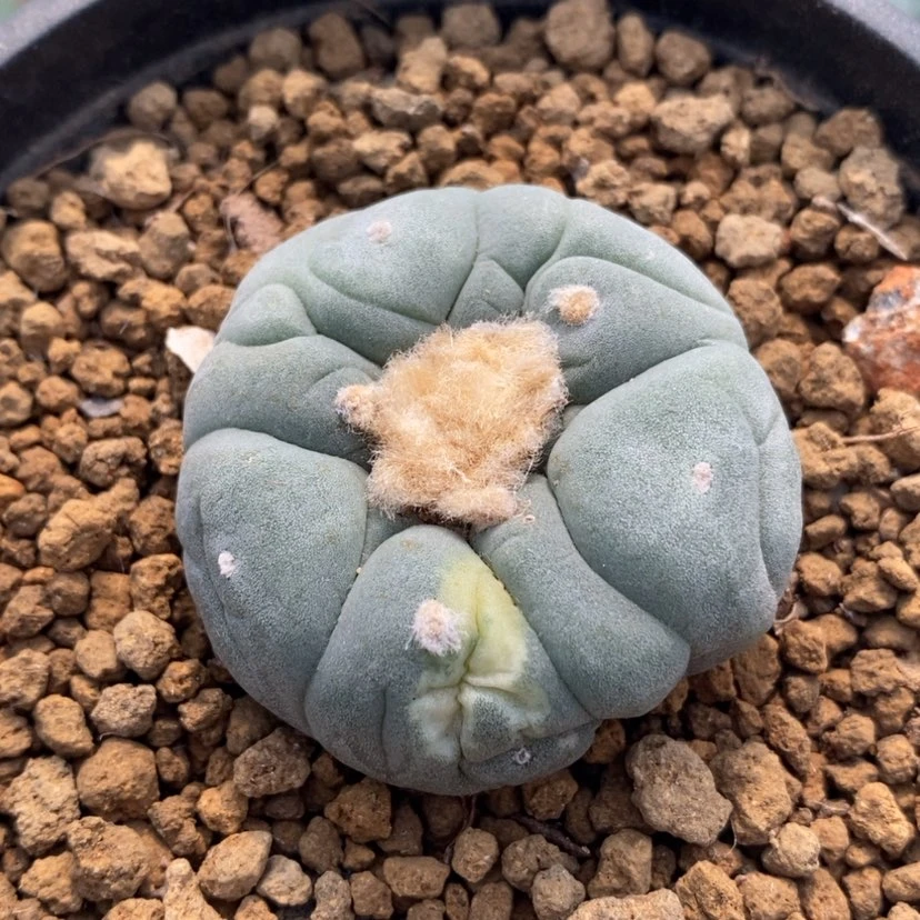 【闪购商品】实生仙人球锦