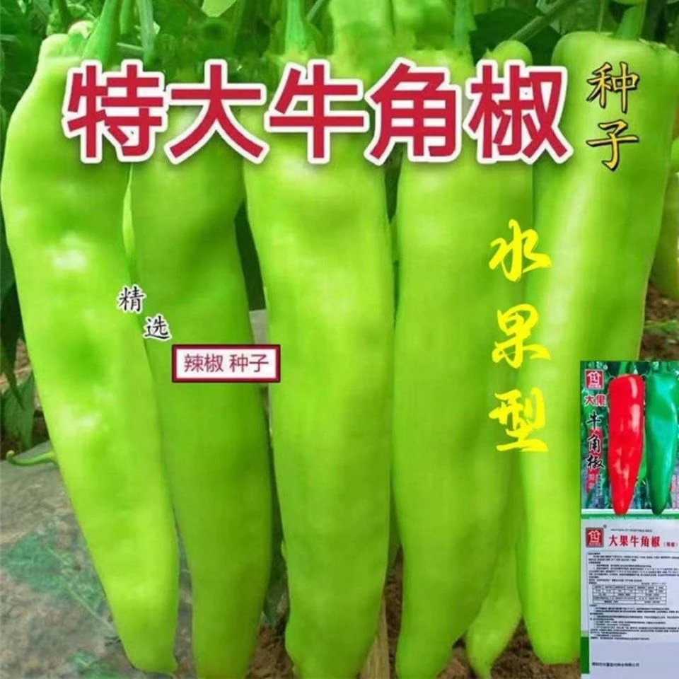 大果牛角椒种子大田种植蔬菜种子春秋高产早熟辣椒种子田园蔬菜种