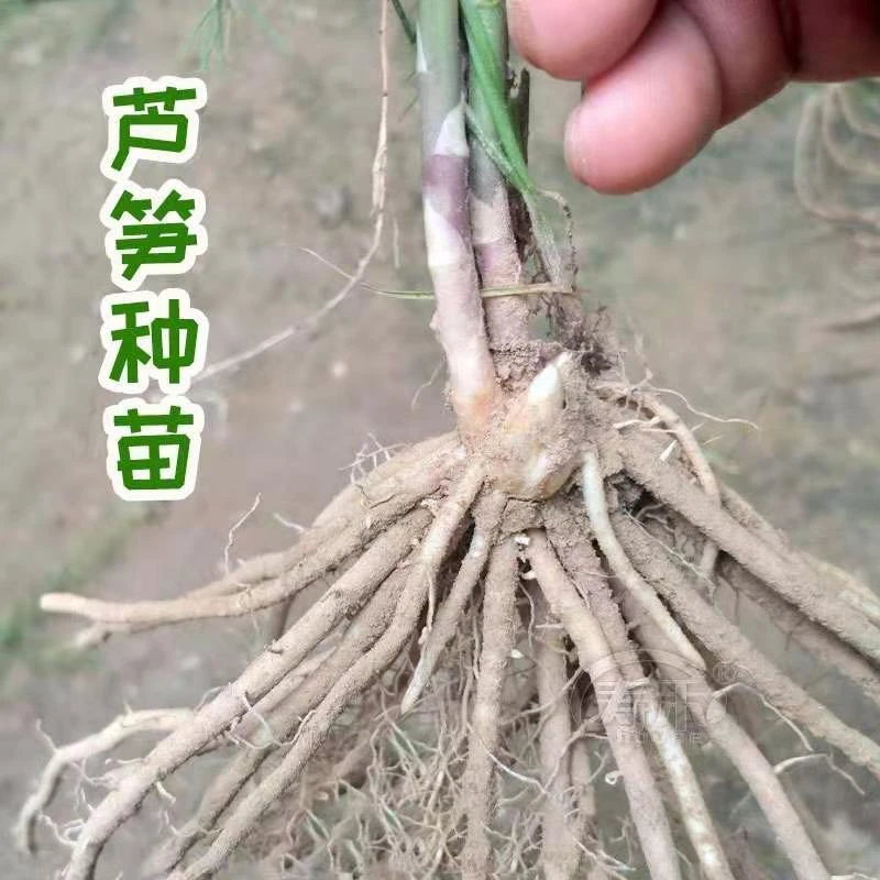 芦笋苗根苗四季种植芦笋种苗阳台盆栽芦笋苗特色绿植食用芦笋秧苗