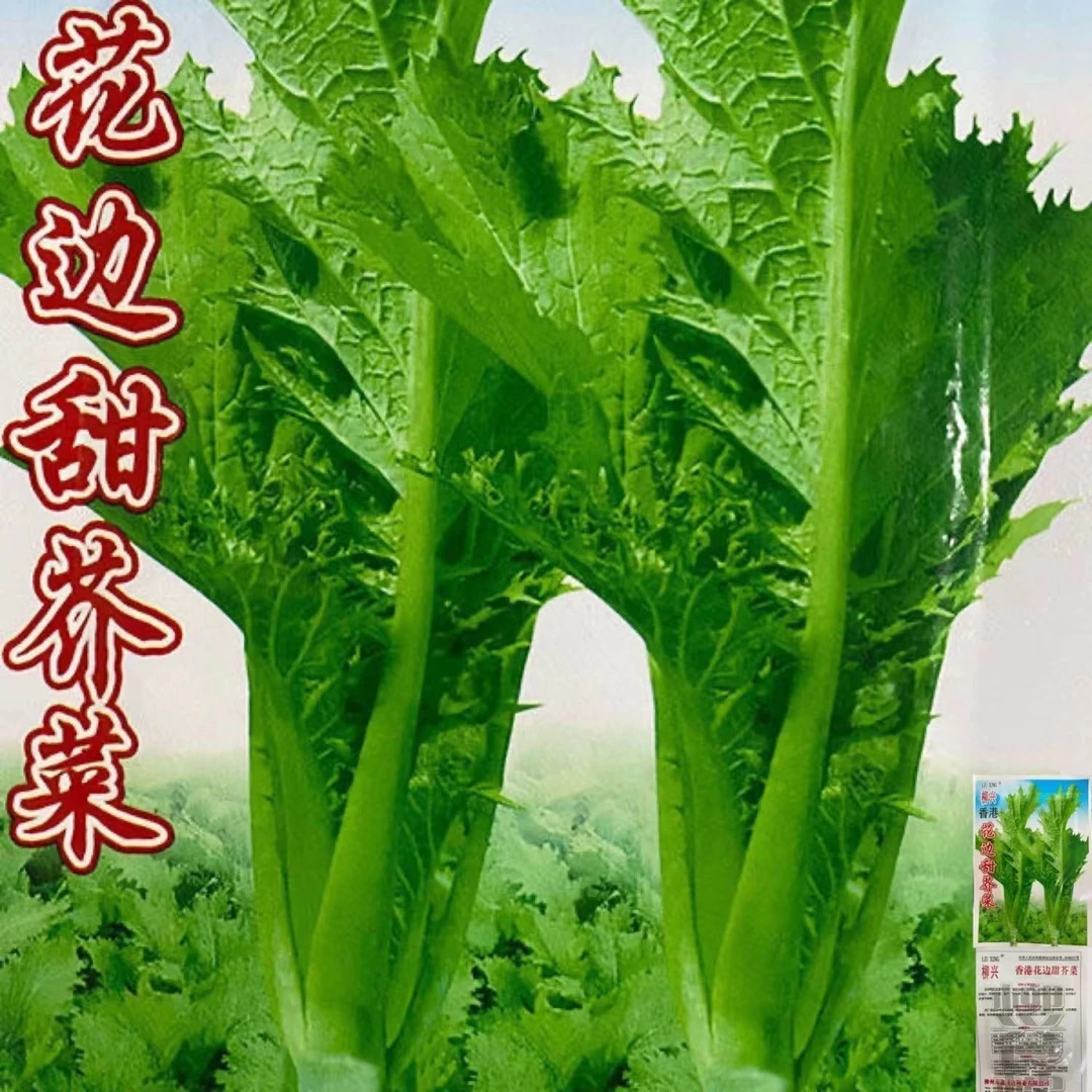 甜芥菜种子脆嫩花边甜芥菜青菜蔬菜种子叶子菜四季播抗病易种原装