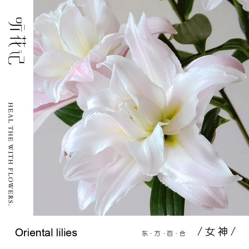 女神 重瓣香水百合 BulingBuling自带彩妆