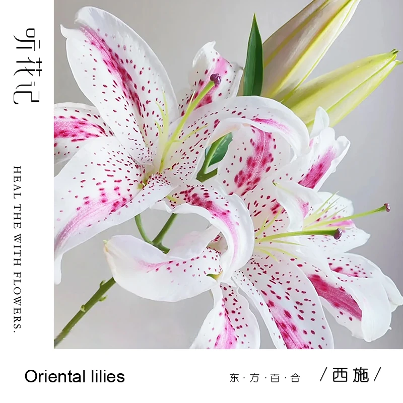 西施 淡香小雀斑 清纯活泼的少女