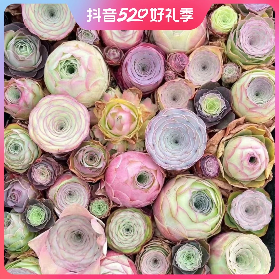 多肉山地玫瑰永不凋零的玫瑰抗辐射