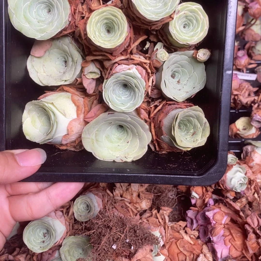 山地玫瑰山地玫瑰8095