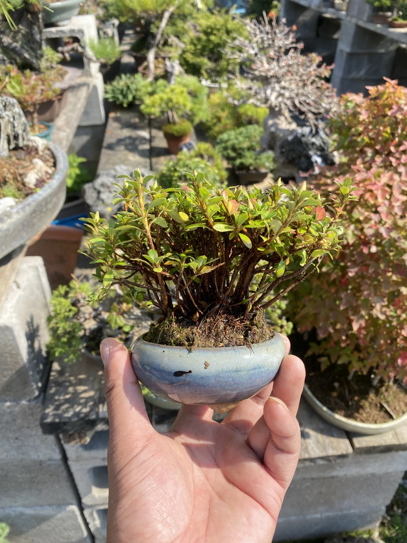 杜鹃花日本进口杜鹃花