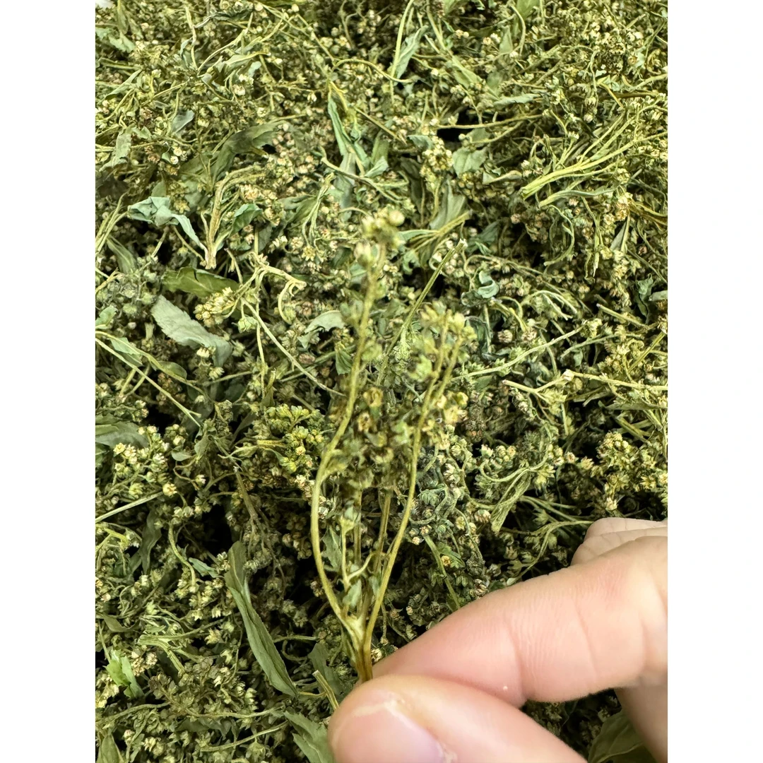 赶黄草  特优山货。【袁瑞泽推荐】