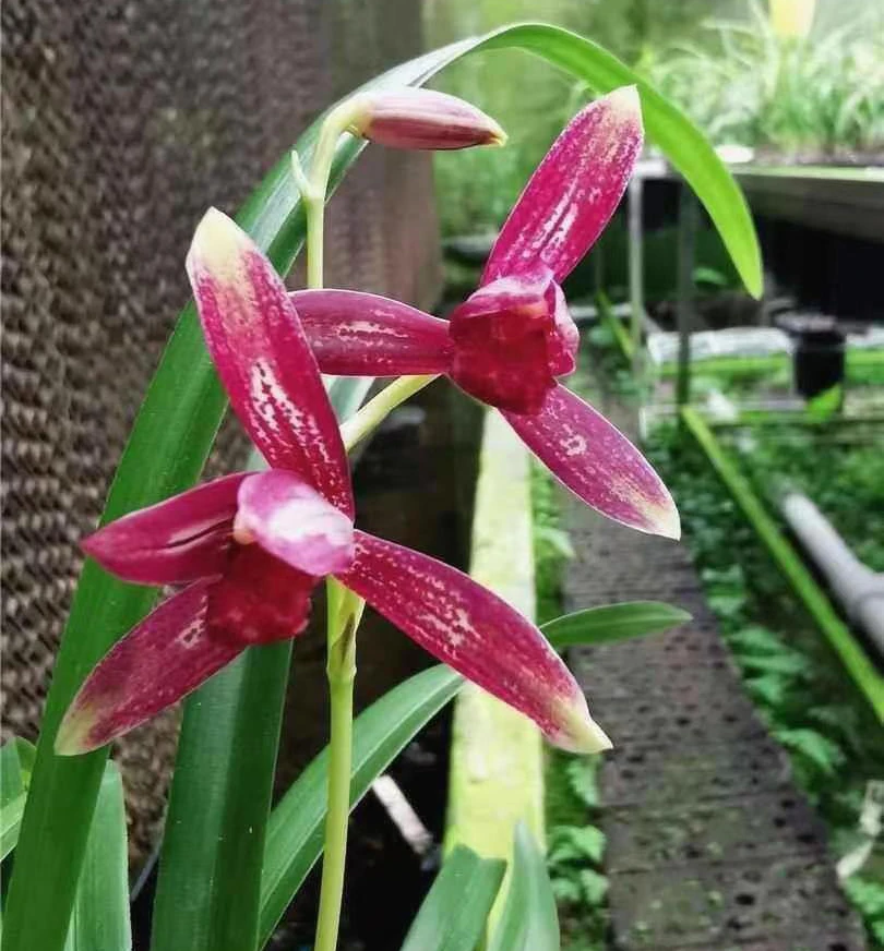 兰花建兰-至尊红颜.绿植，送植料+盆+肥料