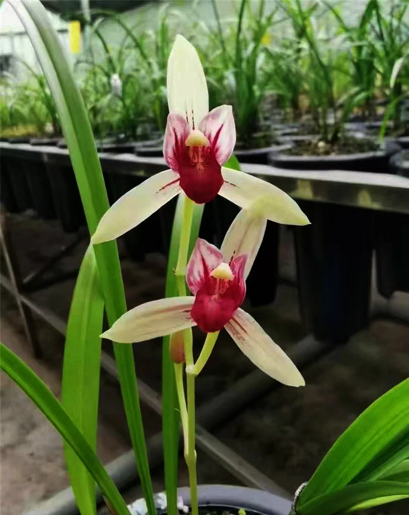 兰花建兰-佛光红素.绿植，送植料+盆+肥料