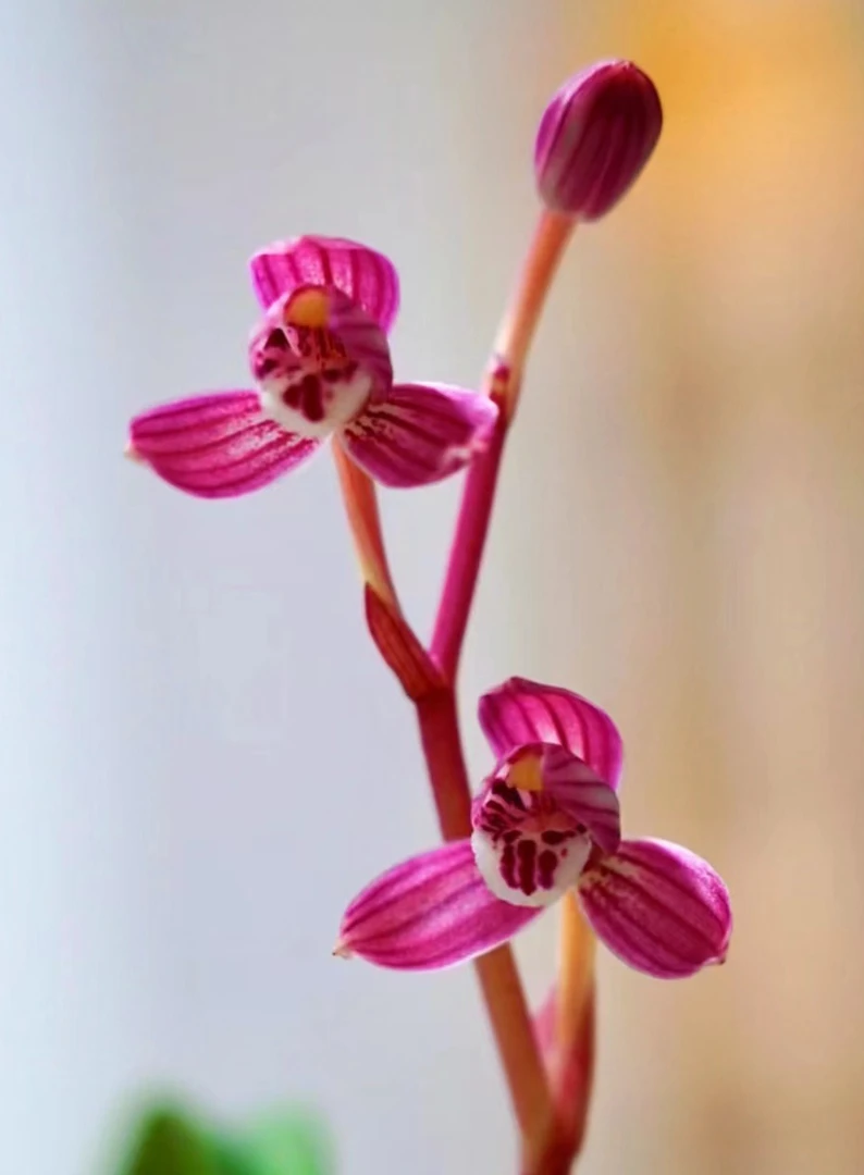 兰花建兰-红玉.绿植，送植料+盆+肥料