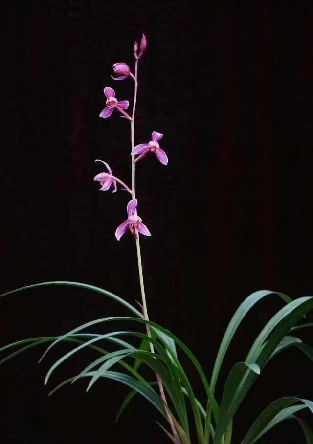 兰花建兰-紫薰上仙。绿植盆栽