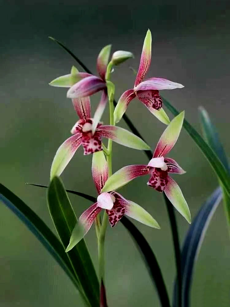 兰花建兰-逸红双娇。绿植，送植料+盆+肥料