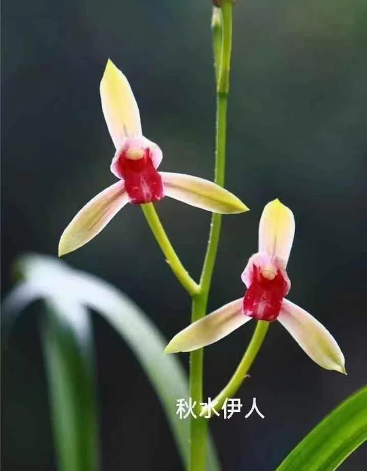 兰花建兰-秋水伊人.绿植，送植料+盆+肥料