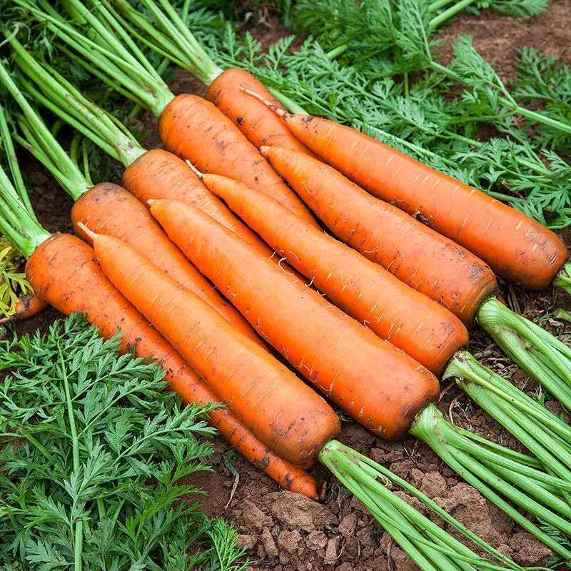 沙地红萝卜红皮红心新鲜脆甜红色农家生吃即食胡萝卜蔬菜带泥10斤