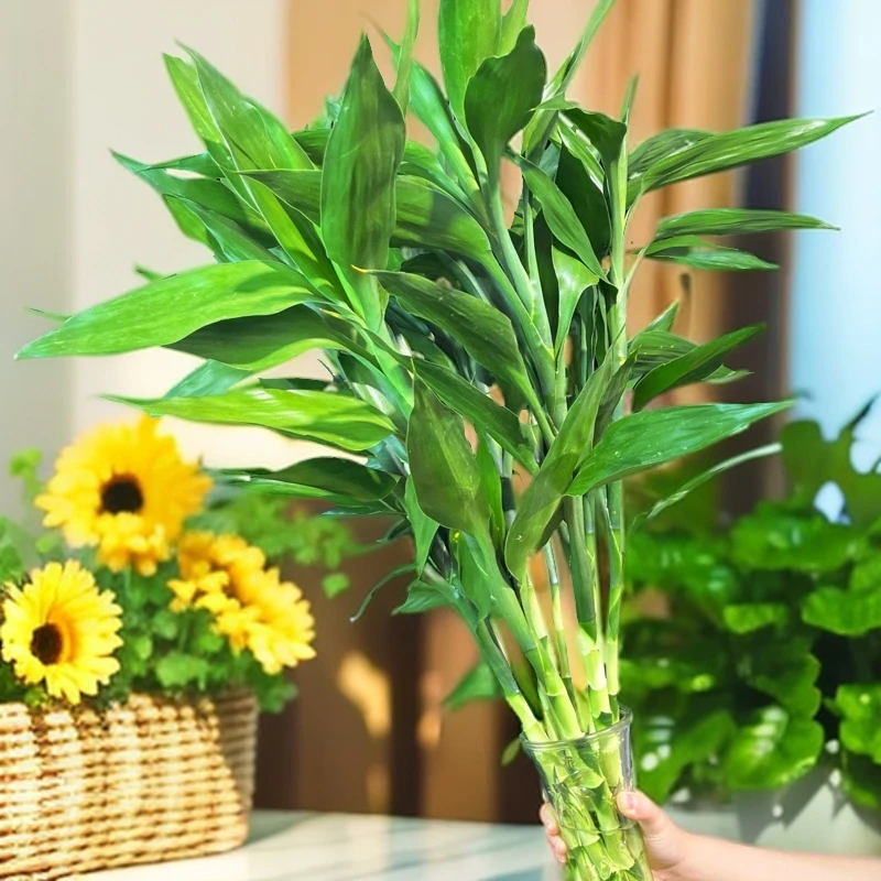 富贵竹水培植物盆栽绿植花卉室内客厅水养易成活竹节节高绿植