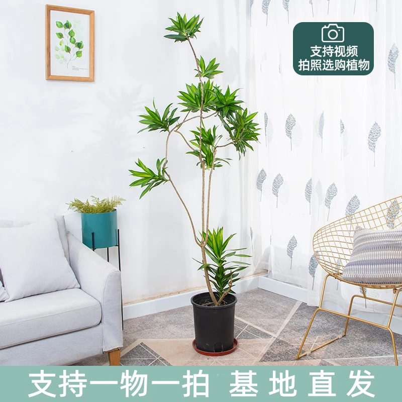 【花草荟】百合竹大盆栽大型绿植室内客厅净化空气北欧风植物盆景