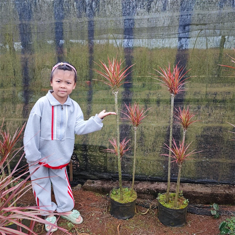 【昌盛花农】网红千年木盆栽日系办公室花卉室内绿植七彩铁大盆栽