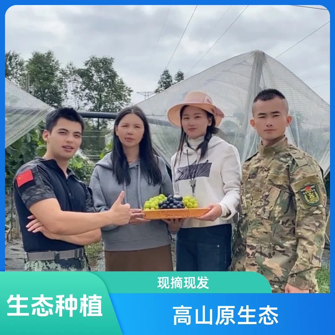 贵州高山原生态种植阳光玫瑰葡萄自家果园现摘现发纯天然无添加