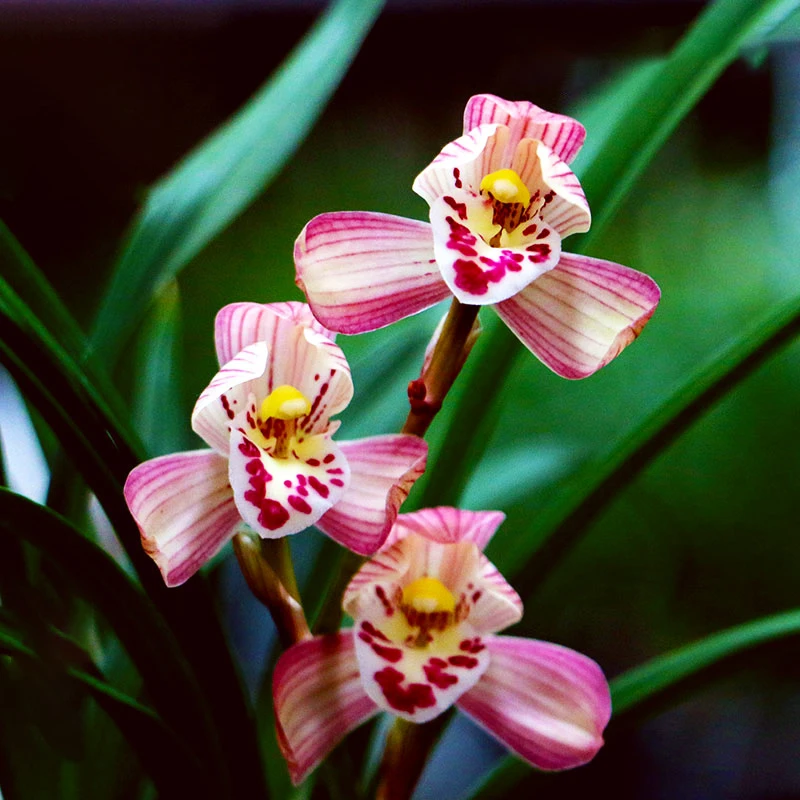 九州红荷 春剑经典品种 高端铭品 正格荷瓣浓香型好养绿植花卉