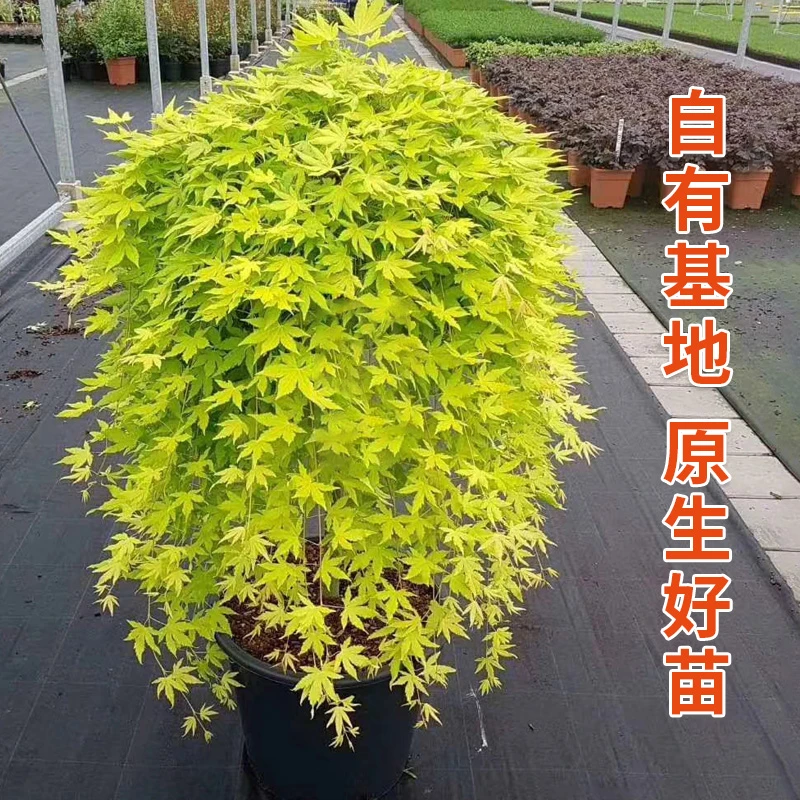 流泉枫黄金流泉枫高度室内会变色大型网红基地直发盆栽绿植盆景
