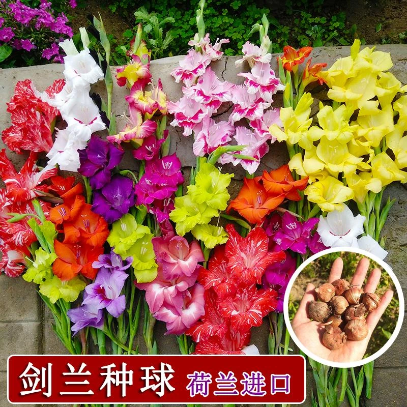 【唐菖蒲】  剑兰荷兰进口种球室内阳台庭院兰花盆栽花卉四季种植