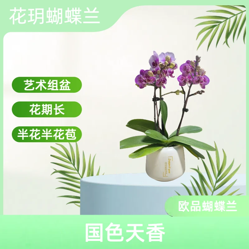 【国色天香】花玥欧品蝴蝶兰 艺术组盆 室内精品观赏花卉盆栽 开花