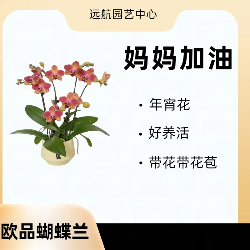 L【妈妈加油】黄红色中花乔迁礼品客厅卧室观赏花卉发货开花