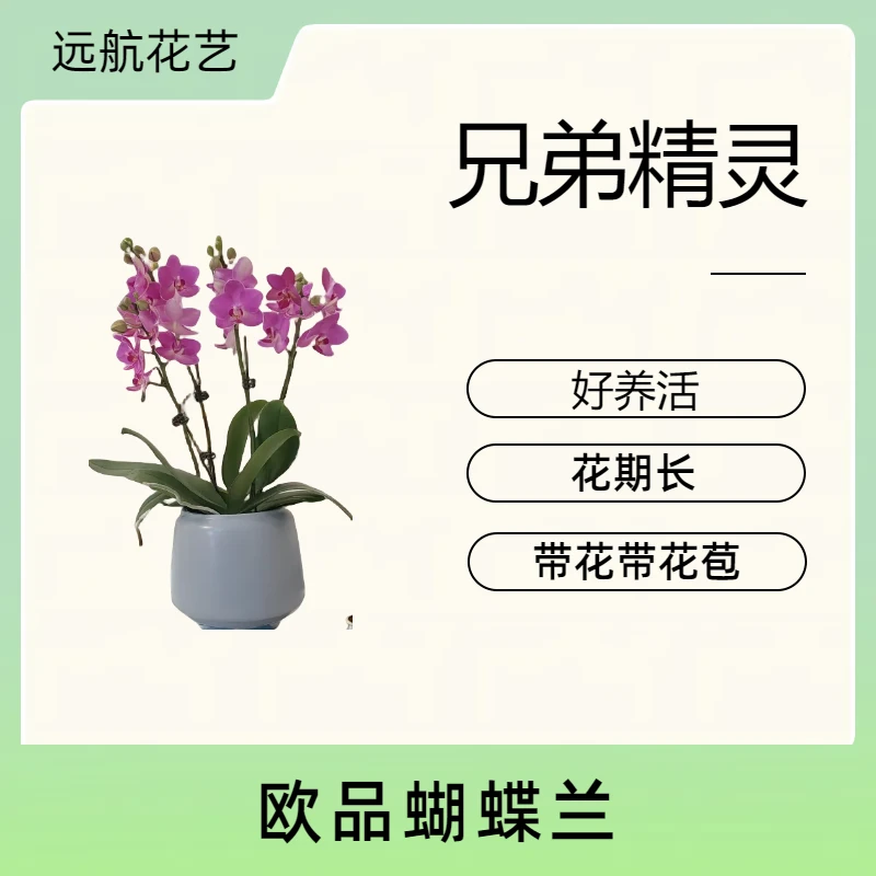 【兄弟精灵】迎双旦  紫红色花瓣花芯 源头基地批发 客厅带花发货