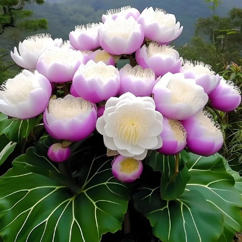 四季开花热卖驱蚊花满屋飘香浓香新款盆栽外形好看除甲醛花卉大全