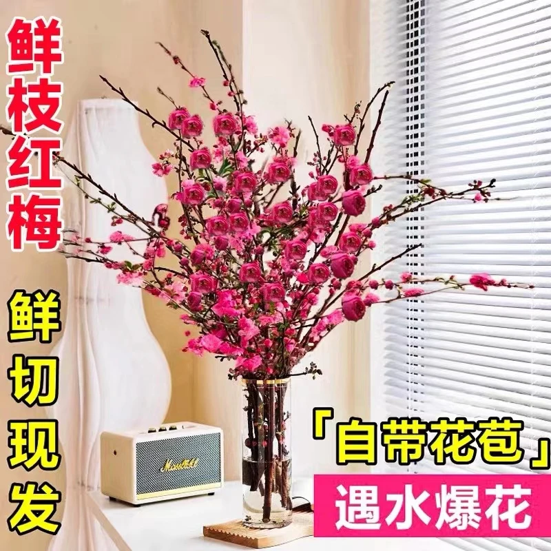 【鲜切红梅干枝】-红梅花干枝带花苞鲜枝室内鲜花冬季水养梅花枝
