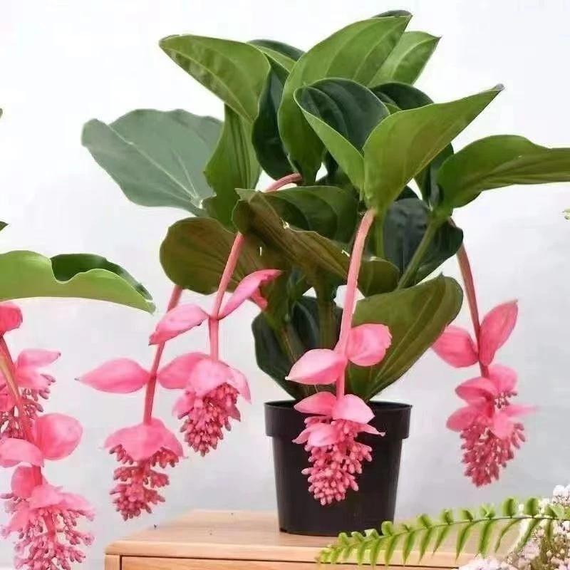 【热卖】宝莲灯花球四季开花室内耐寒耐旱耐热阳台盆栽地栽绿植种植