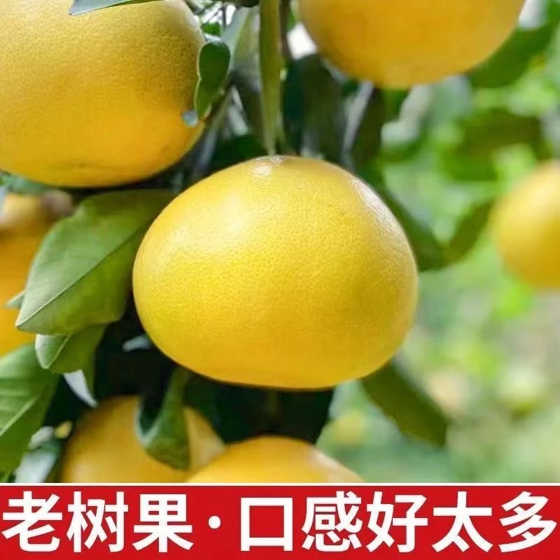 【超甜】福建黄金葡萄柚新鲜西柚爆汁翡翠葡萄柚孕妇水果薄皮批发