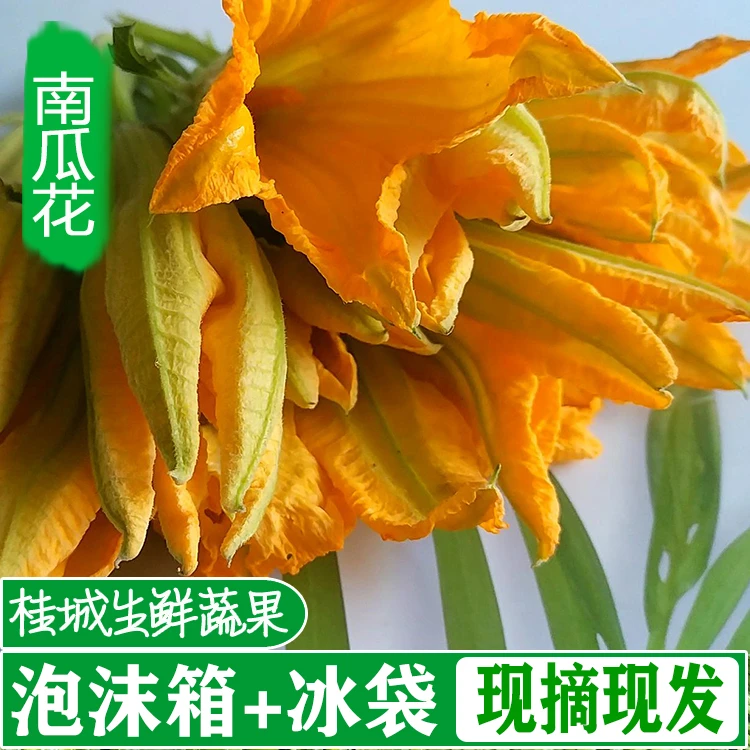 广西南瓜藤新鲜现摘时令蔬菜南瓜花当季南瓜芽食用蔬菜粗纤维青菜