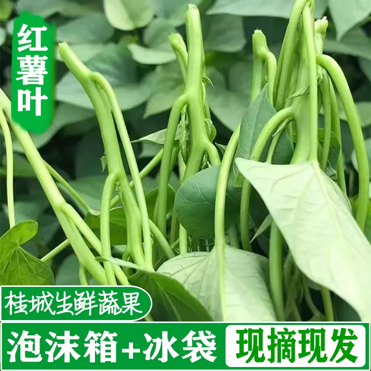 红薯叶新鲜专吃叶子地瓜叶嫩尖农家自种食用番薯叶苕尖天然蔬菜