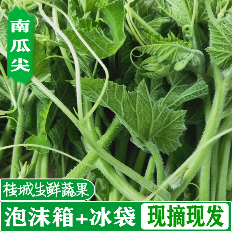 新鲜南瓜藤现摘南瓜尖农家应季时令绿色专吃南瓜叶茎野菜蔬菜包邮